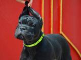 Собаки, щенята Кане Корсо, ціна 25000 Грн., Фото