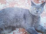 Кошки, котята Британская длинношёрстная, Фото