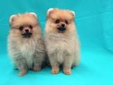 Собаки, щенки Малый шпиц, цена 14000 Грн., Фото