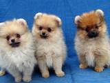 Собаки, щенки Малый шпиц, цена 14000 Грн., Фото