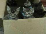 Кішки, кошенята Російська блакитна, ціна 5 Грн., Фото