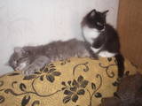 Кошки, котята Сибирская, цена 150 Грн., Фото