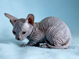 Кошки, котята Донской сфинкс, цена 1500 Грн., Фото