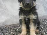 Собаки, щенята Східно-Європейська вівчарка, ціна 2500 Грн., Фото