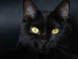 Кошки, котята Бомбейская, цена 2000 Грн., Фото