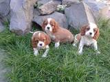 Собаки, щенки Кавалер-Кинг-Чарльз спаниель, цена 9000 Грн., Фото