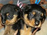 Собаки, щенки Ротвейлер, цена 6000 Грн., Фото
