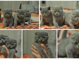Кішки, кошенята Британська короткошерста, ціна 1300 Грн., Фото