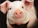 Тваринництво,  Сільгосп тварини Свині, ціна 27 Грн., Фото