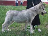 Собаки, щенки Аляскинский маламут, цена 3500 Грн., Фото