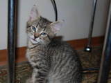 Кошки, котята Неизвестная порода, цена 10 Грн., Фото