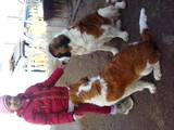 Собаки, щенки Московская сторожевая, цена 2500 Грн., Фото