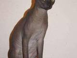 Кішки, кошенята Канадський сфінкс, ціна 3000 Грн., Фото