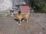 Собаки, щенята Російський хорт, ціна 100 Грн., Фото