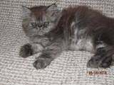 Кішки, кошенята Персидська, ціна 1300 Грн., Фото