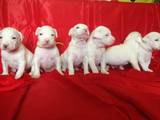 Собаки, щенки Аргентинский дог, цена 8000 Грн., Фото