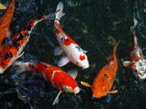 Рибки, акваріуми Корм, ціна 300 Грн., Фото