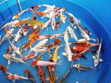 Рибки, акваріуми Водні рослини, ціна 300 Грн., Фото