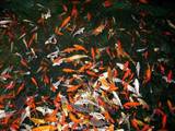 Рыбки, аквариумы Аквариумы и оборудование, цена 100 Грн., Фото