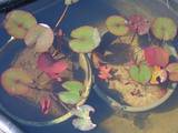 Рибки, акваріуми Акваріуми і устаткування, ціна 100 Грн., Фото