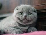Кошки, котята Шотландская вислоухая, цена 2900 Грн., Фото