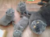 Кішки, кошенята Шотландська висловуха, ціна 1100 Грн., Фото