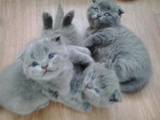 Кошки, котята Шотландская вислоухая, цена 1100 Грн., Фото