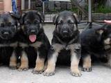 Собаки, щенки Восточно-Европейская овчарка, цена 3800 Грн., Фото