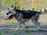 Собаки, щенята Східно-Європейська вівчарка, ціна 3800 Грн., Фото