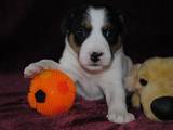 Собаки, щенки Джек Рассел терьер, цена 6000 Грн., Фото
