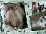 Кошки, котята Бирманская, цена 1000 Грн., Фото