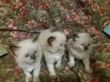 Кішки, кошенята Бірманська, ціна 1000 Грн., Фото