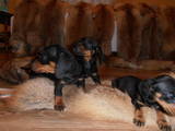 Собаки, щенята Гладкошерста такса, ціна 3000 Грн., Фото