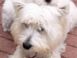 Собаки, щенята Вестхайленд уайт тер'єр, ціна 9000 Грн., Фото