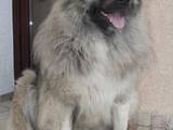 Собаки, щенята Кавказька вівчарка, ціна 6500 Грн., Фото