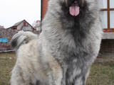 Собаки, щенки Кавказская овчарка, цена 6500 Грн., Фото