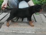 Собаки, щенята Ротвейлер, ціна 8500 Грн., Фото