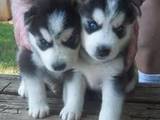 Собаки, щенки Сибирский хаски, цена 500 Грн., Фото