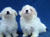 Собаки, щенки Мальтийская болонка, цена 4000 Грн., Фото