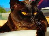 Кошки, котята Бурма, цена 8000 Грн., Фото