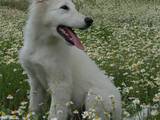 Собаки, щенята Біла Швейцарська вівчарка, ціна 5500 Грн., Фото
