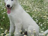 Собаки, щенята Біла Швейцарська вівчарка, ціна 5500 Грн., Фото