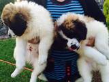 Собаки, щенки Сенбернар, цена 7000 Грн., Фото