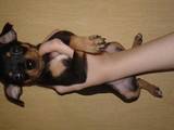 Собаки, щенята Російський гладкошерстий тойтерьер, ціна 2500 Грн., Фото