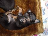 Собаки, щенята Російський гладкошерстий тойтерьер, ціна 2500 Грн., Фото