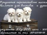 Собаки, щенята Мальтійська болонка, ціна 12500 Грн., Фото