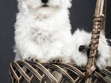 Собаки, щенята Мальтійська болонка, ціна 12500 Грн., Фото