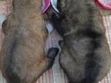 Собаки, щенки Кавказская овчарка, цена 10000 Грн., Фото