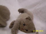 Кошки, котята Шотландская вислоухая, цена 1500 Грн., Фото