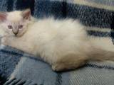 Кошки, котята Невская маскарадная, цена 900 Грн., Фото